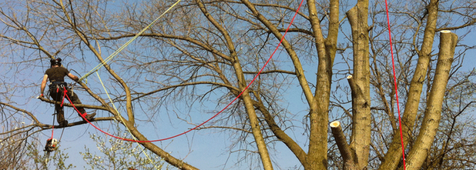<a href=http://www.leaftreeservices.com/slideshow/slideshow-item-10/>Going out on a limb for you.</a>