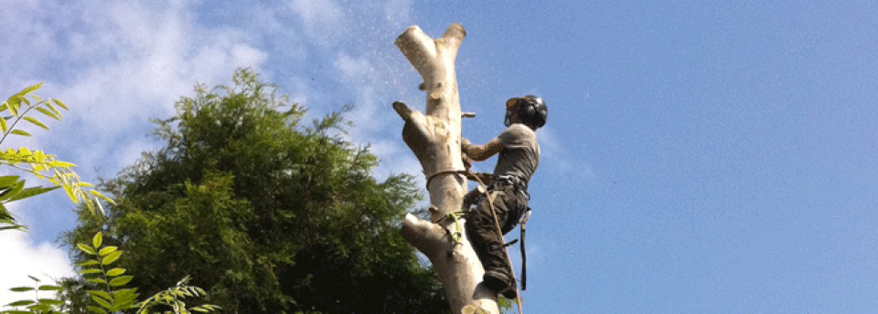 <a href=http://themeforest.net?ref=imediapixel>Taking tree care to new heights.</a>