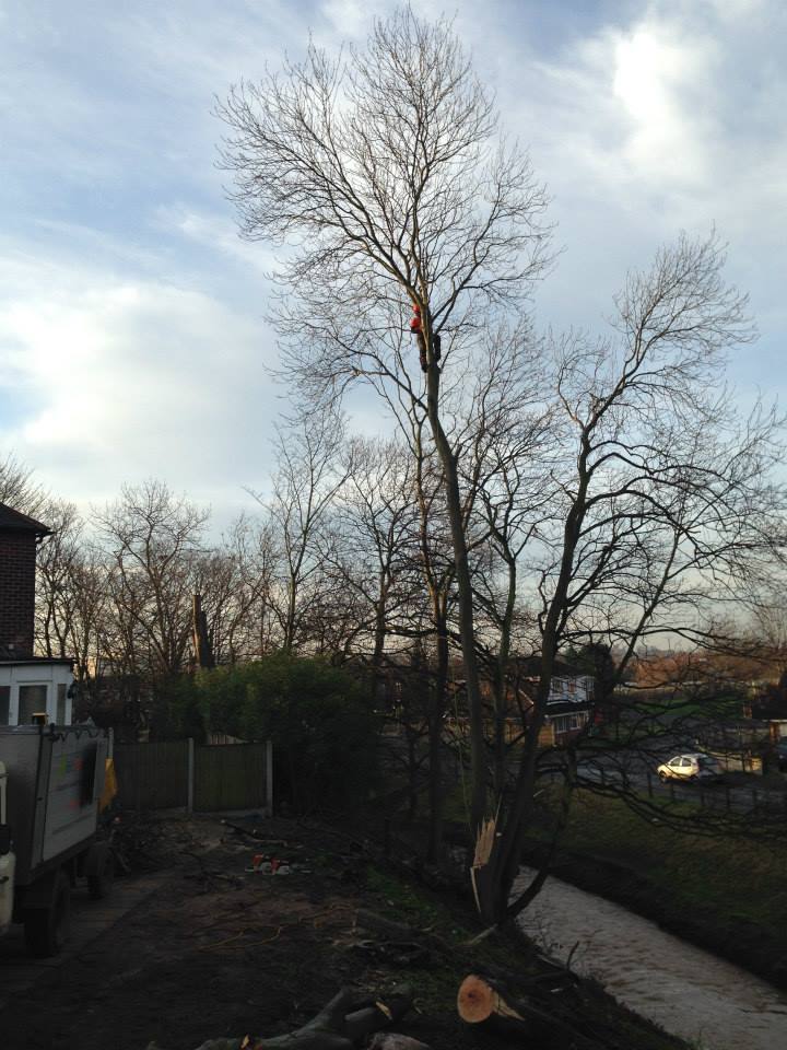 Tree Removal Radford