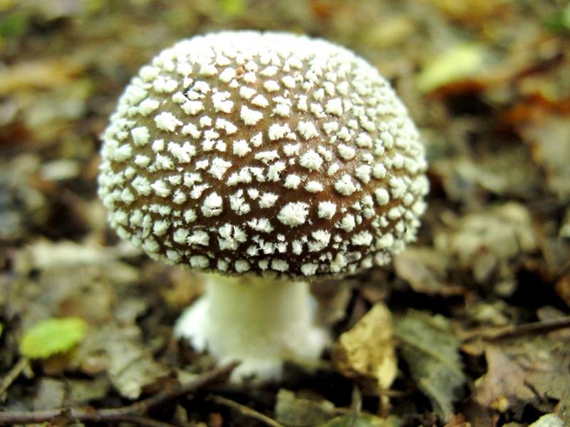 Arbtalk Fungi