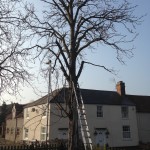 Tree Surgeons Nottingham