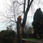 Tree Removal Notingham