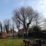 Nottingham Tree Surgeons Leaf Tree Services