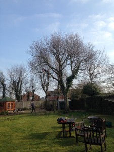 Tree Removal Nottingham