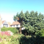 Tree Surgeon Nottingham