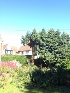 Tree Surgeon Nottingham