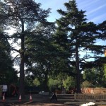 Nottingham Tree Surgery