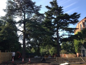 Nottingham Tree Surgery